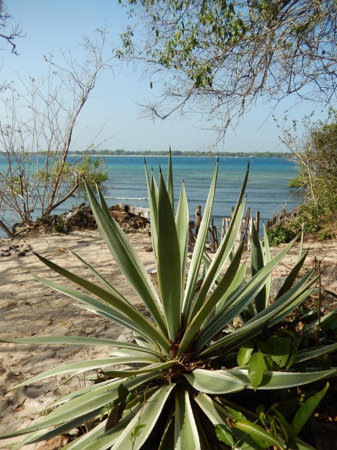 Blue Monkey Beach Cottages Shimoni Extérieur photo