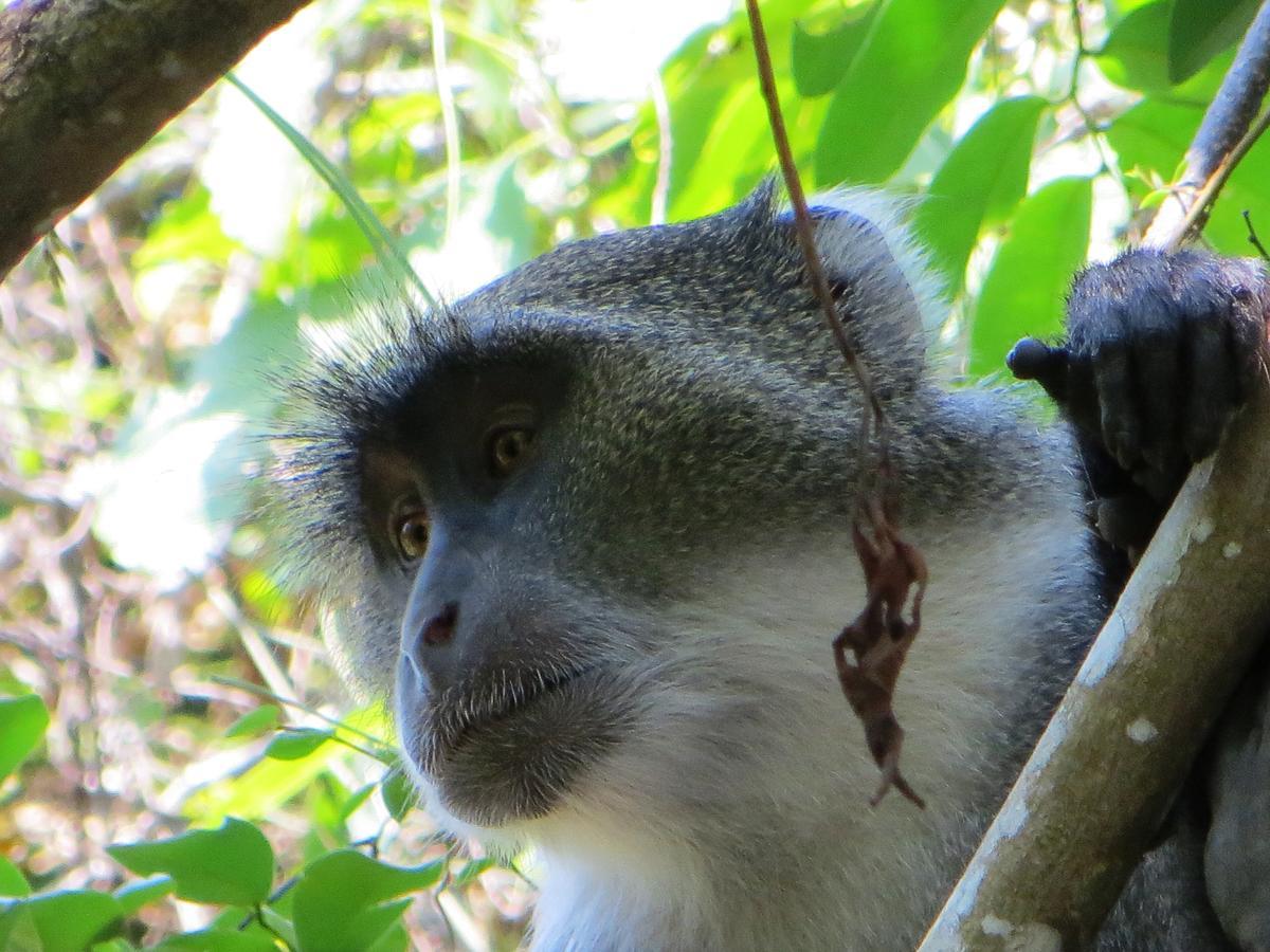 Blue Monkey Beach Cottages Shimoni Extérieur photo